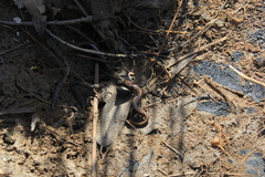 Salamandrella keyserlingii