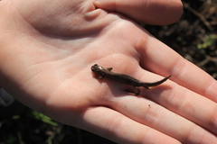 Salamandrella keyserlingii