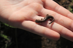 Salamandrella keyserlingii