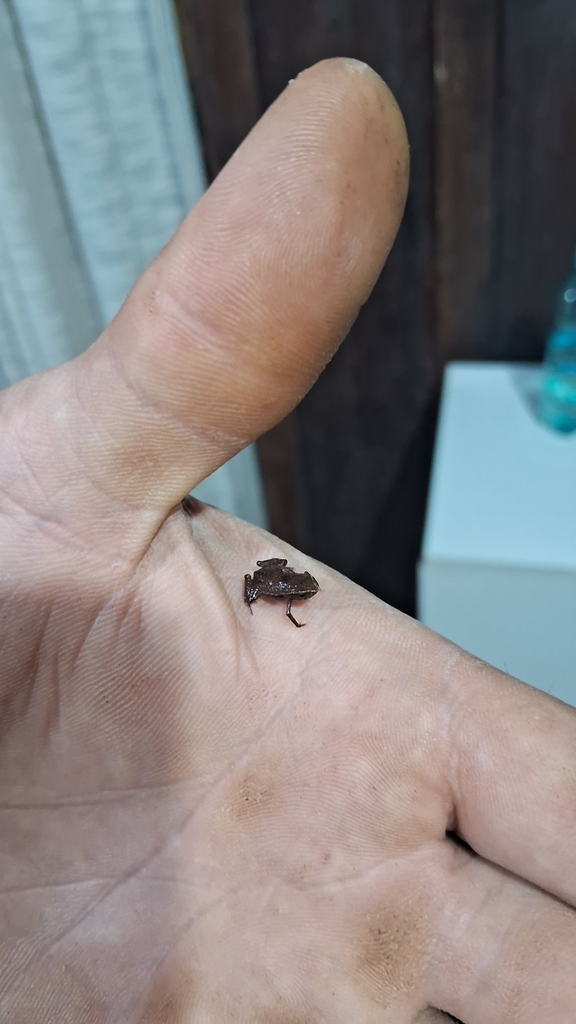 Yellow-Blotched Flea Toad