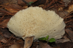 Polyporoletus