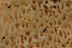 Polyporoletus