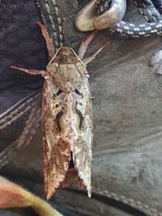 Dumbletonius characterifer