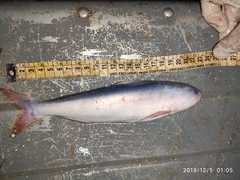 Blue Whale Catfish photo 5