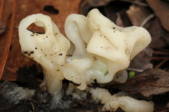 Sebacinaceae