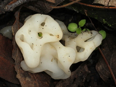 Sebacinaceae