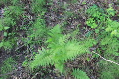 Athyrium filix-femina