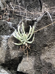 Dudleya densiflora