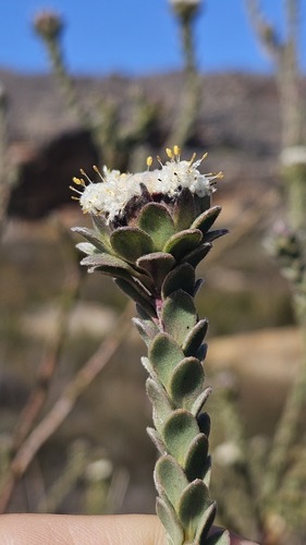 Pakhuis Conebush (Leucadendron concavum)