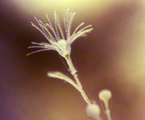 Laomedea flexuosa