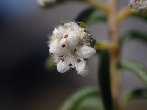 Cederberg diamondeyes (Staavia staavioides)