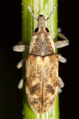 Hypolixus mastersii