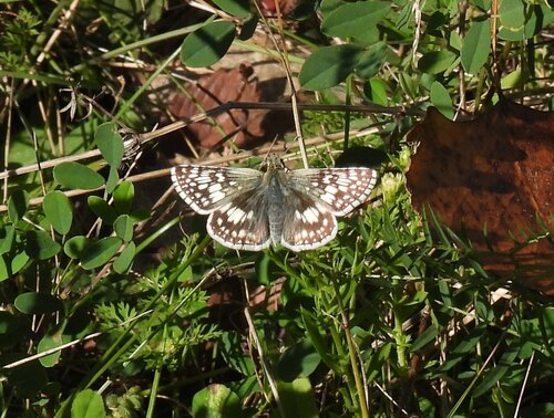 Common Checkered-Skipper, South Riverdale, Toronto, ON, Canada, photo 7 of 10