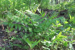 Athyrium filix-femina