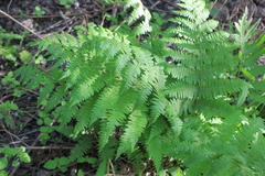 Athyrium filix-femina