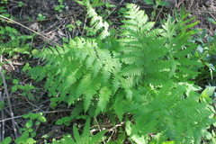 Athyrium filix-femina