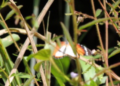Danaus chrysippus alcippus