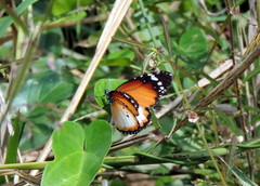 Danaus chrysippus alcippus