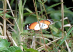 Danaus chrysippus alcippus