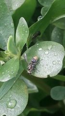 Protonectarina sylveirae