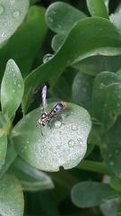 Protonectarina sylveirae