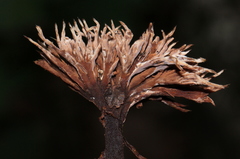 Thelephora multipartita