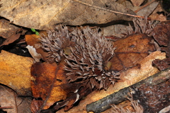 Thelephora multipartita