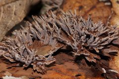 Thelephora multipartita