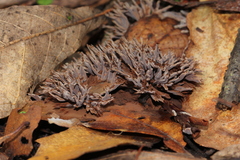 Thelephora multipartita