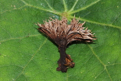 Thelephora multipartita