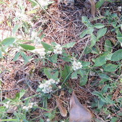 Alternanthera ficoidea