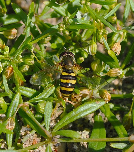 Unknown species found near Hamilton County, OH, USA