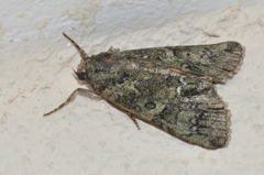 Polyphaenis sericata