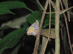 Amphidecta calliomma