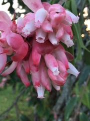 Cavendishia pubescens