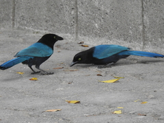 Cyanocorax melanocyaneus