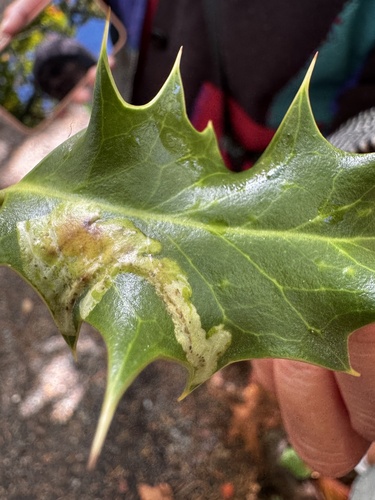 Unknown species found near Ring Rd, Oak Bay, BC, CA