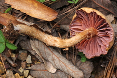 Laccaria squarrosa