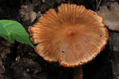 Laccaria squarrosa