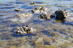 Amathia verticillata