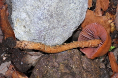 Laccaria squarrosa