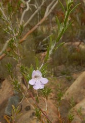 Prostanthera behriana