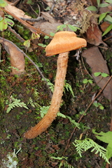 Laccaria squarrosa