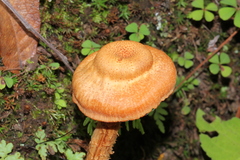 Laccaria squarrosa