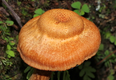 Laccaria squarrosa