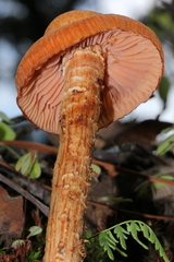 Laccaria squarrosa