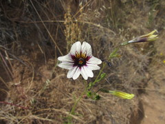 Salpiglossis sinuata