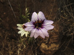 Salpiglossis sinuata