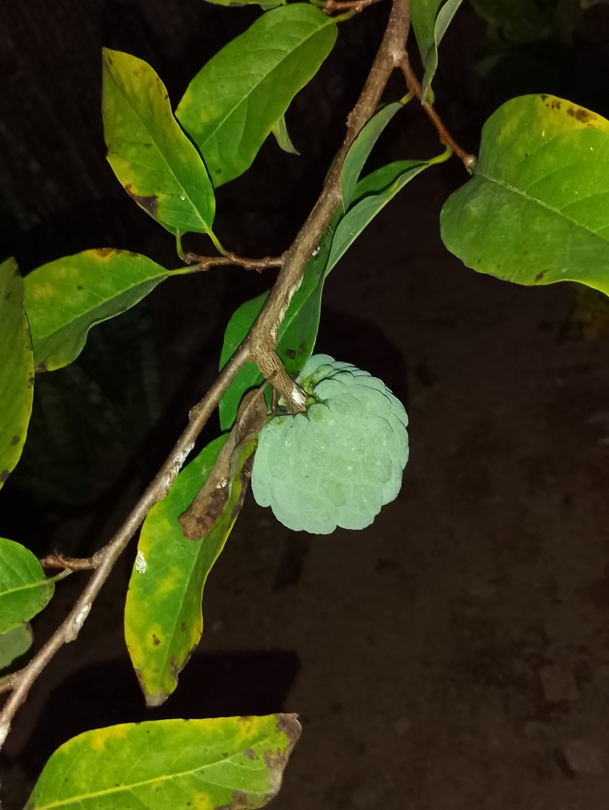 Annona squamosa