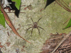 Acanthoctenus